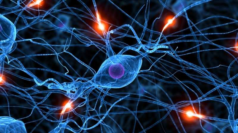 curso-neuroimagen-fidmag
